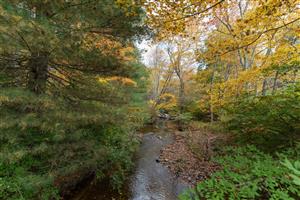 Laughing Brook 