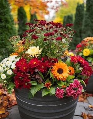 Autumn Arrangements